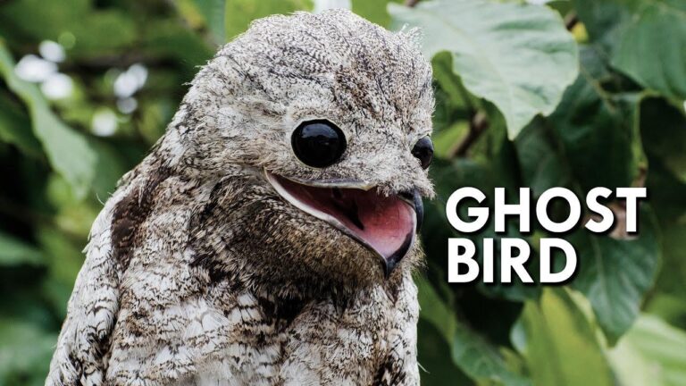 Uncovering the Mystery: The Eerie, Fascinating World of the Scary Potoo Bird