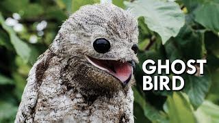 Unveiling the Mystery: A Deep Dive into the Potoo Ghost Bird